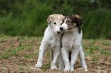 BARZOI 112